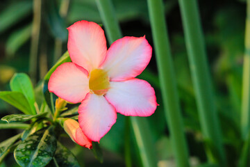 Desert Rose or Impala Lily flower in the garden