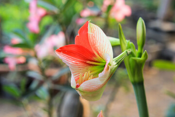 Hippeastrum johnsonii Bury beautiful flower in garden