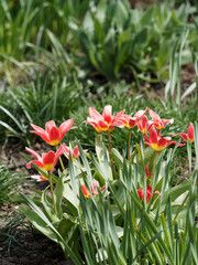 Tulipes botaniques kaufmanniana 'Fashion' à corolle en forme de nénuphar rouge, rose et saumoné à base jaune au sommet d'une tige rougeâtre garnie d'un feuillage marbrées rayé de pourpre