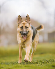 German Shepherd Running