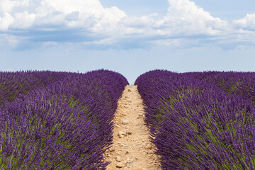 Fototapeta na wymiar Lavender cultivated field on the path