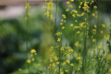 flowers in the field