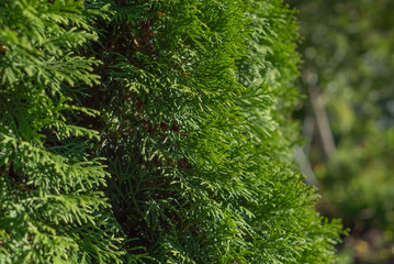 Textured background of green leaves and twigs of thuja tree