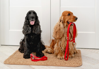 English cocker spaniel dogs at home