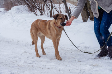 stray dog in a collar on the street