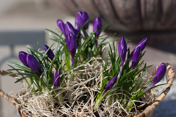 Lilac crocuses in a wicker basket against the background of a concrete flowerpot in the park