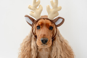 English cocker spaniel dog at home
