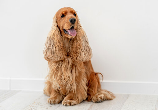 English cocker spaniel dog at home