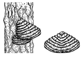 Chaga mushroom on tree. Vector drawing. Botanical illustration. Medical plant. Herbal engraved style sketch. Tinder fungus Fomes fomentarius . Superfood object. Popular healing healthy superfood. © EVGENIY