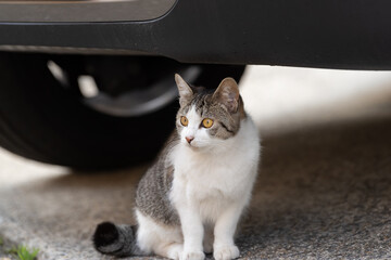 車の下に隠れる猫