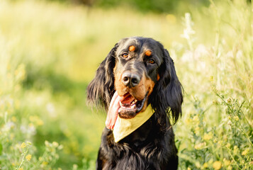 Scottish setter dog on green grass