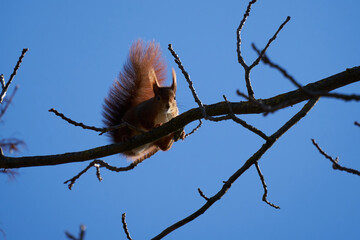 One squirrel ( Sciurus ) sit on a tree and looks down. Blue sky. up view.