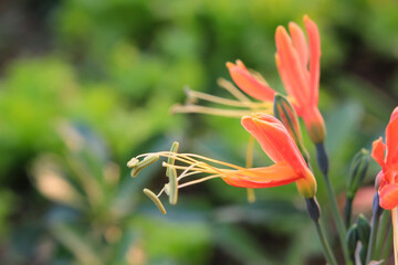 Obraz premium Eucrosia bicolor red flowers in the nature background