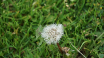 Dandelion