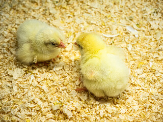 Baby chicks that has hatched a short time ago