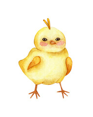 Watercolor illustration of a little cute yellow chicken stands. Drawing for children happy chick. Religion, tradition, Easter. Isolated over white background. Drawn by hand.