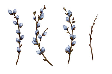 Watercolor illustration set of pussy willow twigs. Spring branches. Easter decorations. Vector design elements isolated on white background. Easter, religion, tradition, palm sunday. © AliCris
