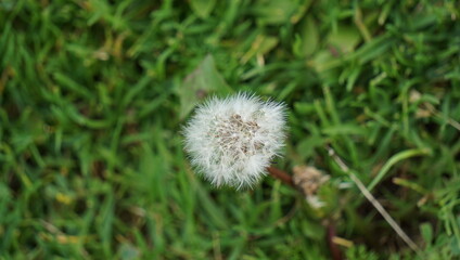 dandelion