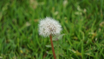 dandelion