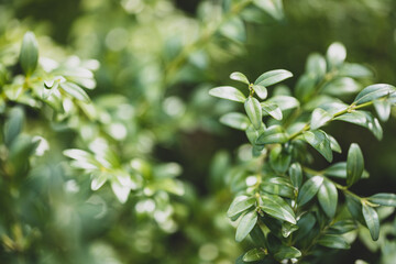 Myrtle plant, Myrtus communis background