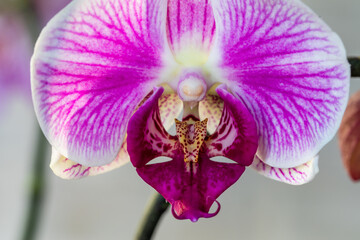Obraz na płótnie Canvas purple orchid leaves