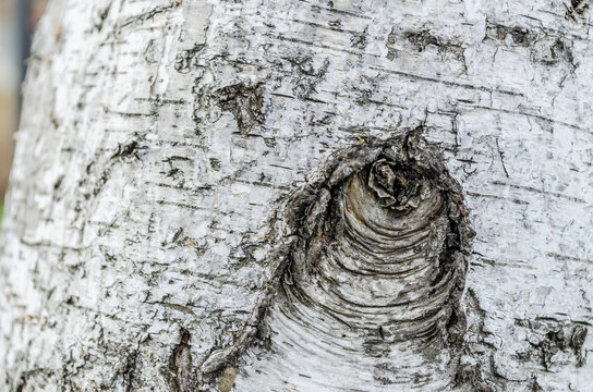 The texture of the bark of a white birch tree with a knot. 