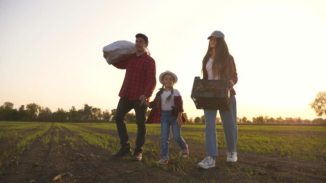 Farmer and happy family. Senior farmer in wheat field with box of vegetables. Happy family in field at sunset. Senior farmer with his family is harvesting. Happy family hiking. Farmer checks the crop