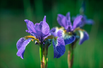 Blue iris flower on a green background in the park