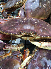 Wild caught crab in crab pot near Camano Island, Washington State.