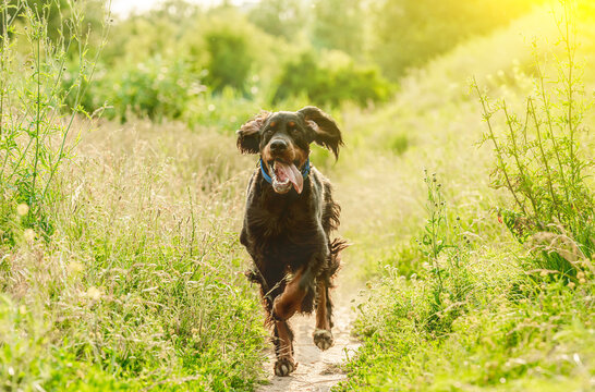 Gordon setter dog running on nature