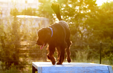 Scottish setter on obstacle course