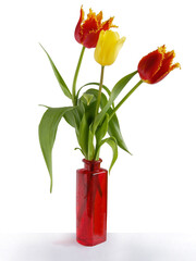 beautiful  various multicolor tulips as spring flowers