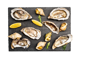 Set of oysters and snails isolated on white background