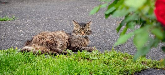 A brown fluffy cat lies in the garden under a rose bush