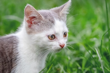 Naklejka na ściany i meble Portrait of a kitten in the garden on a background of grass
