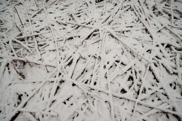 The pattern of branches in the snow