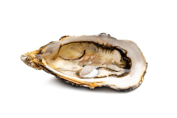 Oysters isolated on white background
