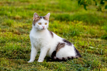 White spotted cat sitting in the garden on the grass in summer