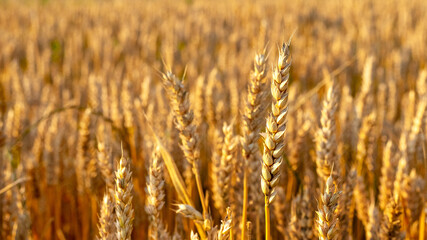 Fototapeta premium Wheat ears in the field close up. Wheat harvest