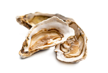 Oysters isolated on white background