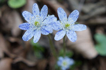 花, 自然, 花, 緑, 白, マクロ, 青, ピンク, 美しさ, 美しい, 咲く