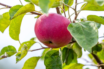 Red ripe apple in the garden on a tree