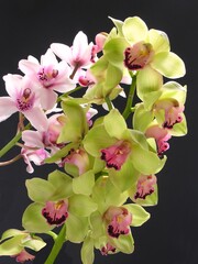 multicolor pretty flowers of orchid Cymbidium.