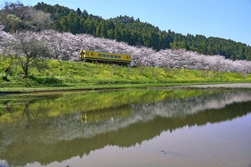 春のいすみ鉄道　新田野ストレートの桜リフレクション
