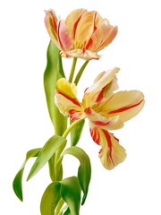 Obraz premium posy of pretty multicolor tulips close up
