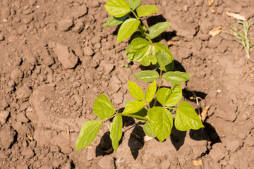 mung bean in the agricultural garden. mash grows