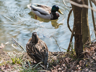 Ducks in the central park of Truskavets.