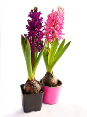 multicolor,fragrant flowers of spring plant hyacinth