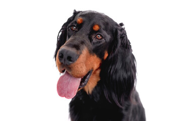Muzzle of scottish setter dog with tongue
