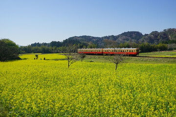 春の小湊鉄道　石神の菜の花畑